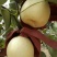 礼泉酥梨400~450g纸袋
