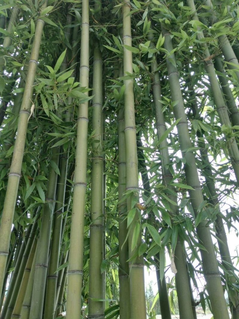 竹子3~4m