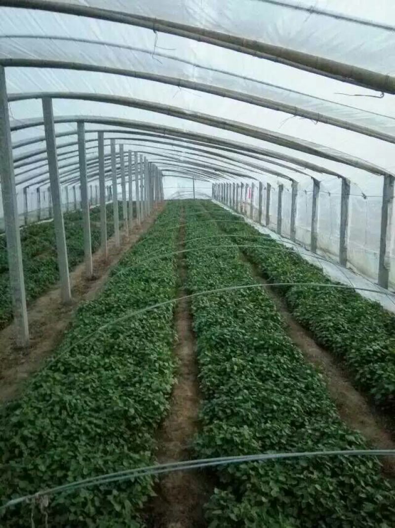 红薯苗，龙薯九，大田苗，床苗