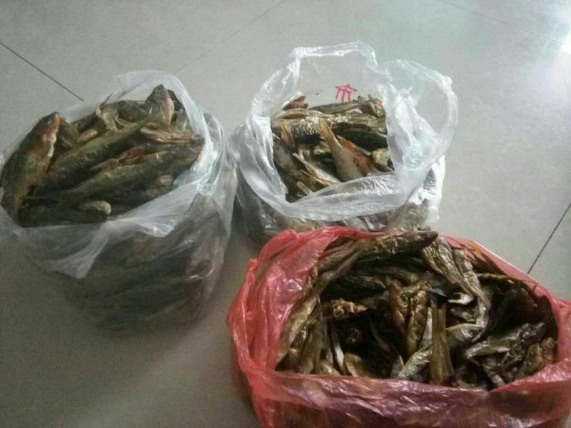 河汊小干鱼