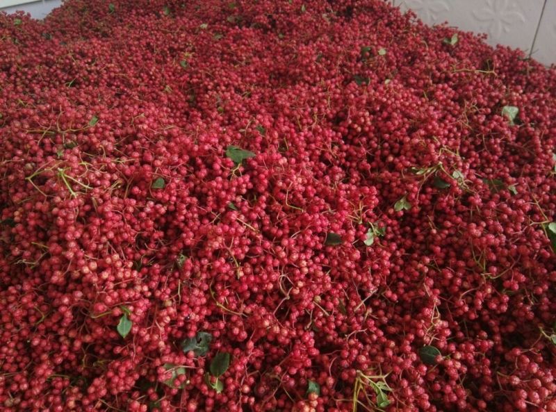 甘肃陇南武都大红袍花椒特级干500G梅花椒伏椒狮子头