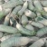 青萝卜1~1.5斤起