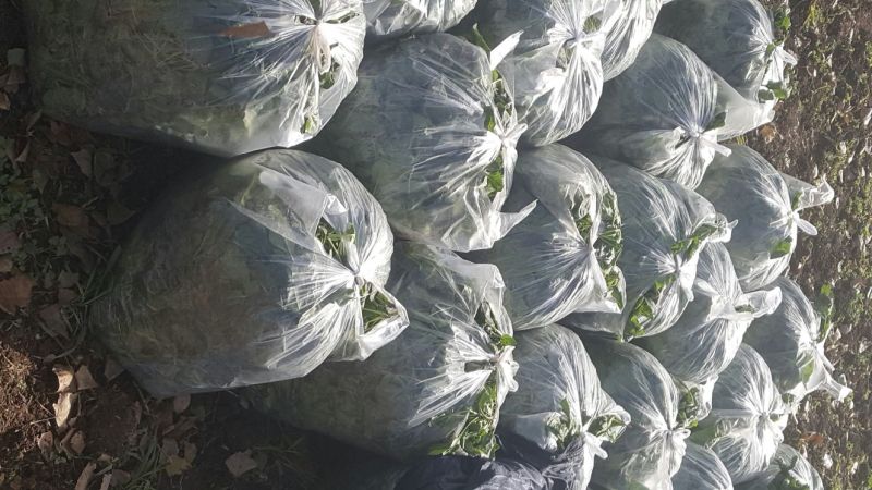 越冬菠菜10~15厘米