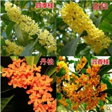 桂花工程绿化桂花苗木精品桂花基地直销欢迎选