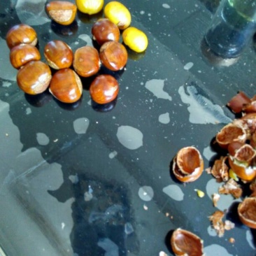 野毛栗高质量野生油栗