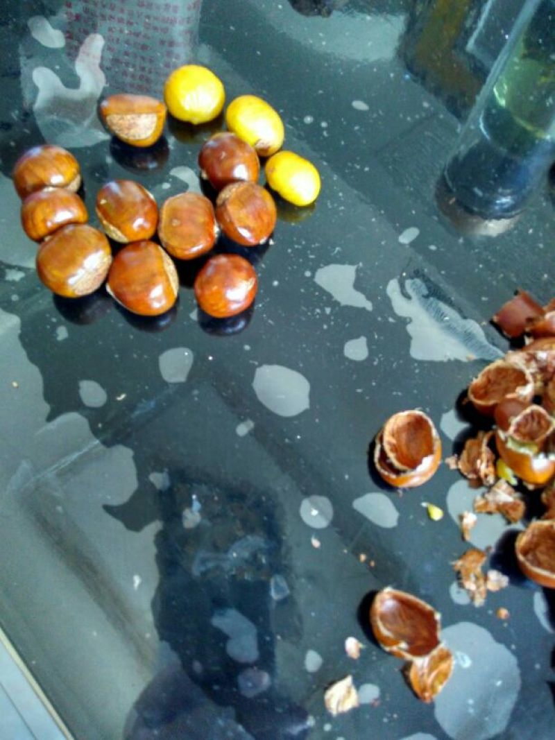 野毛栗高质量野生油栗