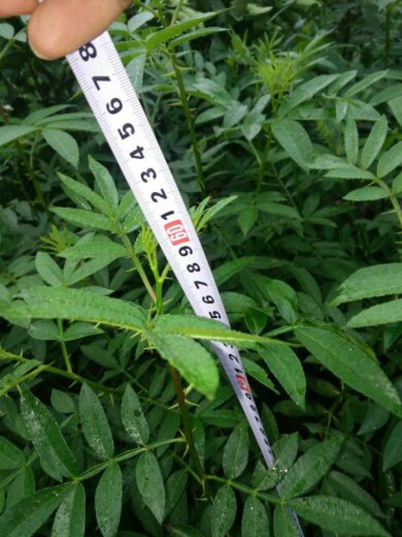 花椒苗0.5~1年
