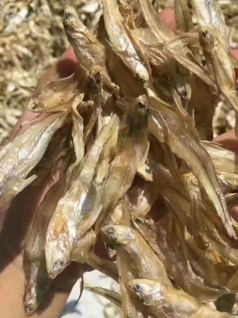 毛花鱼干