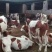 西门塔尔牛犊100~200kg