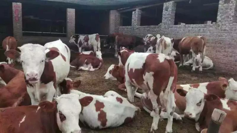 西门塔尔牛犊100~200kg