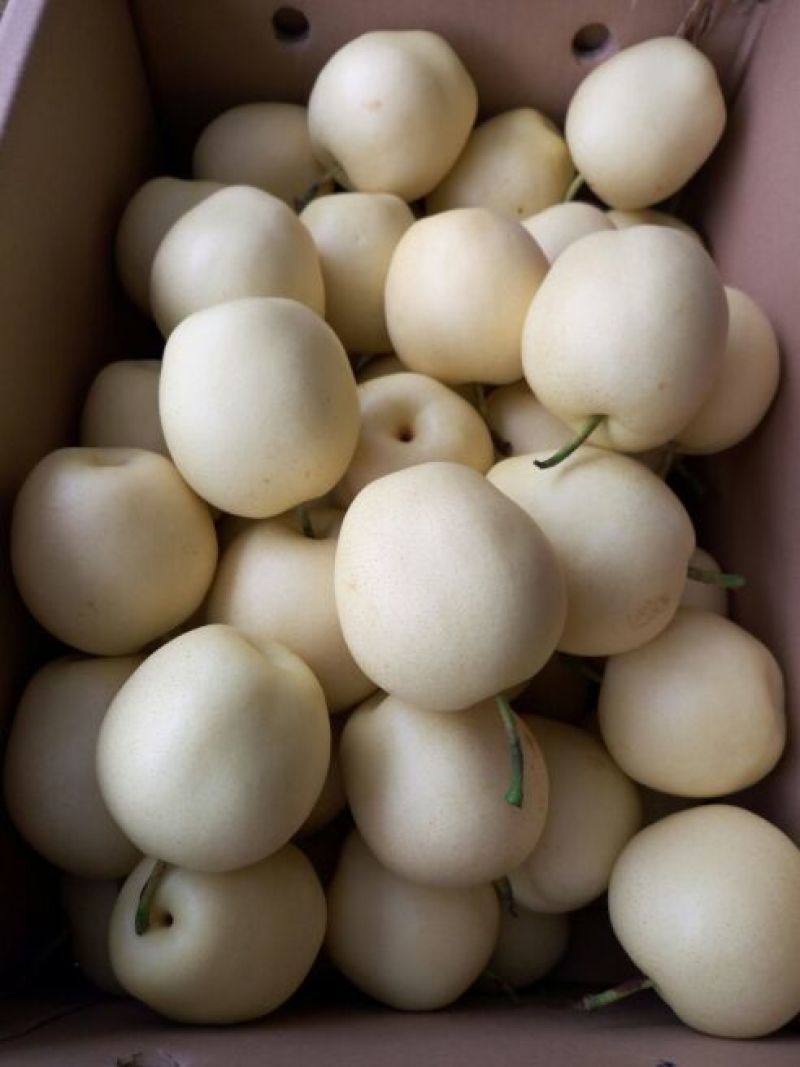 皇冠梨250~300g纸箱