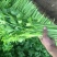 西芹