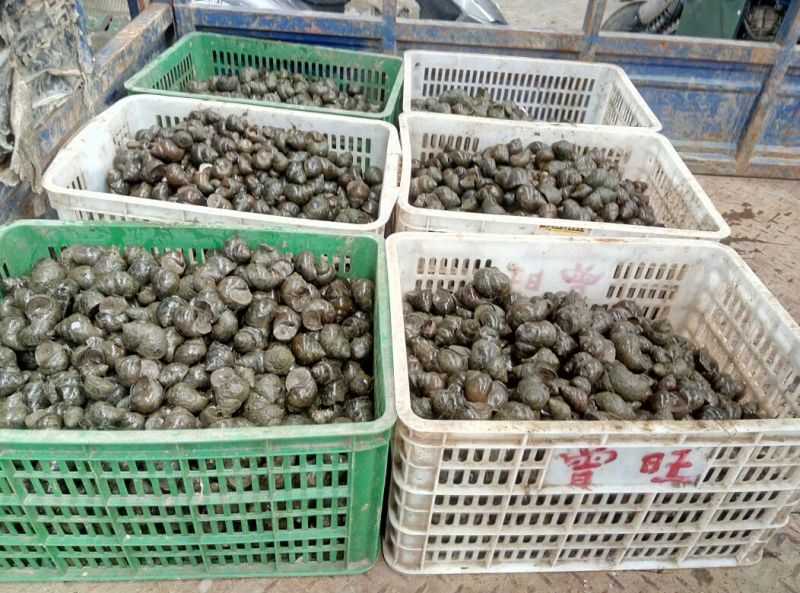 田螺食用鲜活