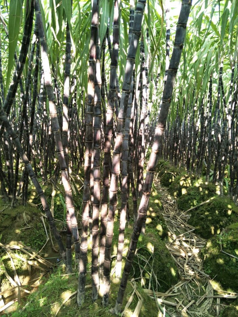 广西博白黑皮甘蔗2~2.5米4~5cm产地直供量大从优