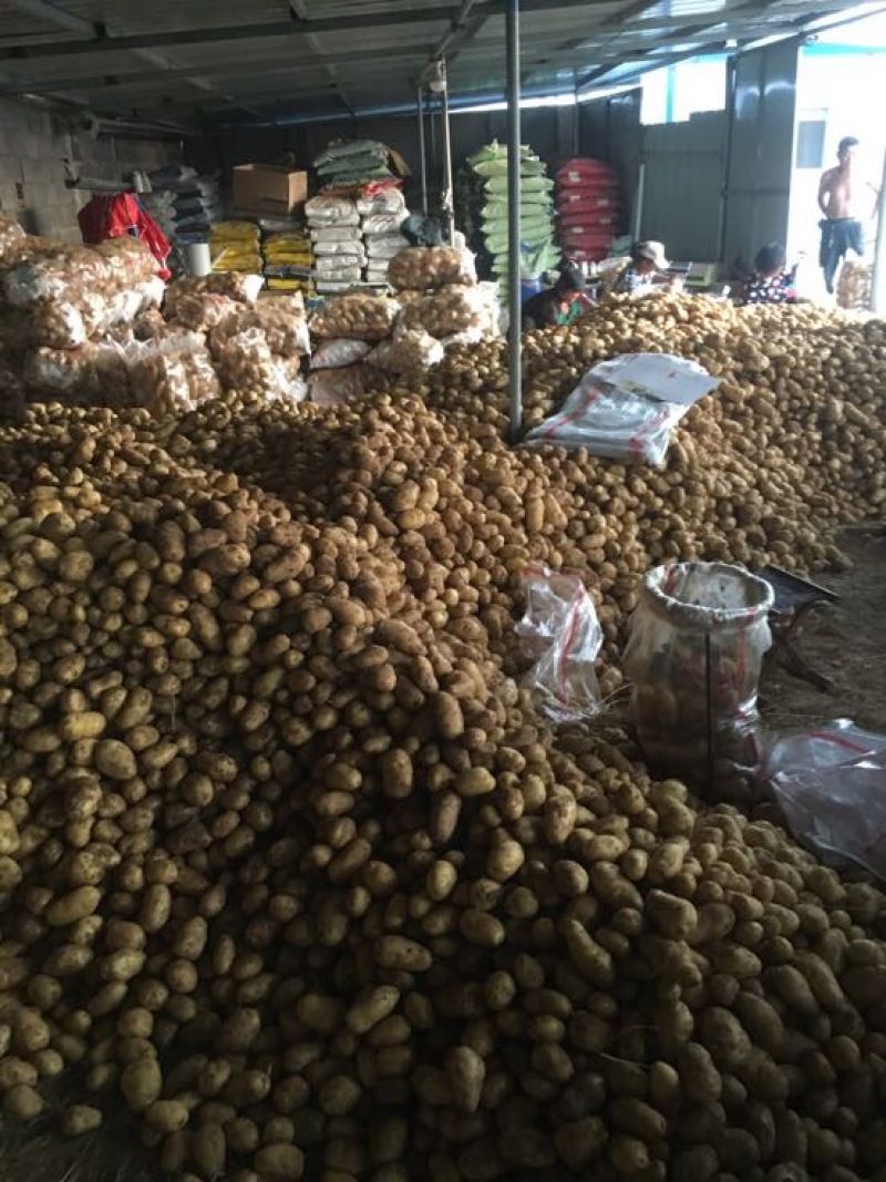山东荷兰十五土豆产地产地货源一手货物全国发货
