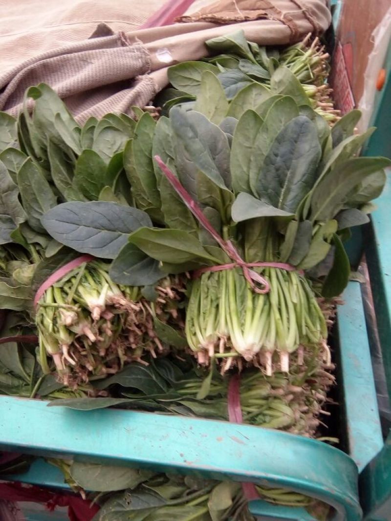 全能菠菜20~25厘米