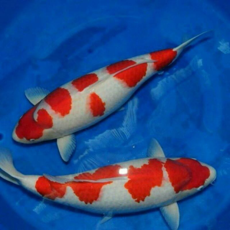 锦鲤鱼苗2两