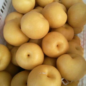 丰水梨350~400g纸袋