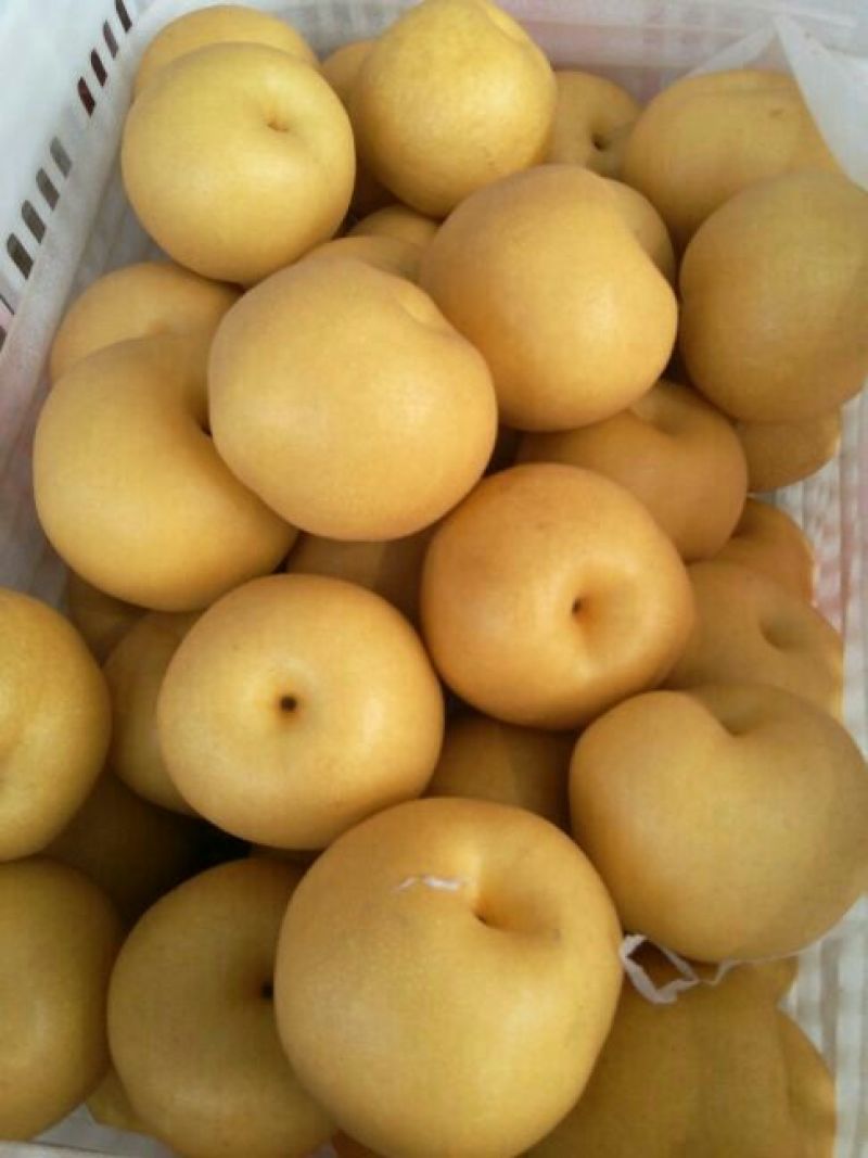 丰水梨350~400g纸袋