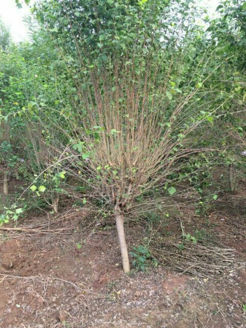 红石榴苗80cm以上软子石榴树，泰山红大石榴树苗种植基地