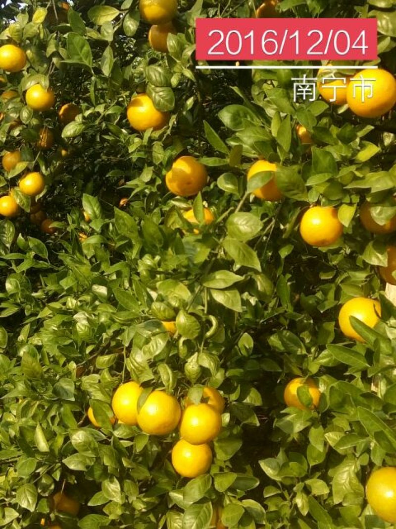 贡桔5.5~70cm