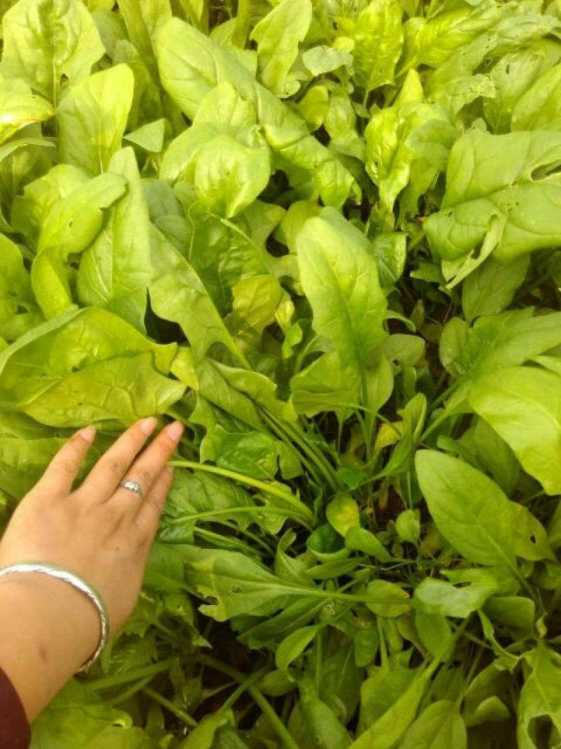 秋菠菜25~30厘米