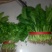 大叶菠菜25~30厘米