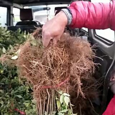 花椒苗大量批发花椒苗新品种花椒苗1~2年