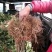 花椒苗大量批发花椒苗新品种花椒苗1~2年