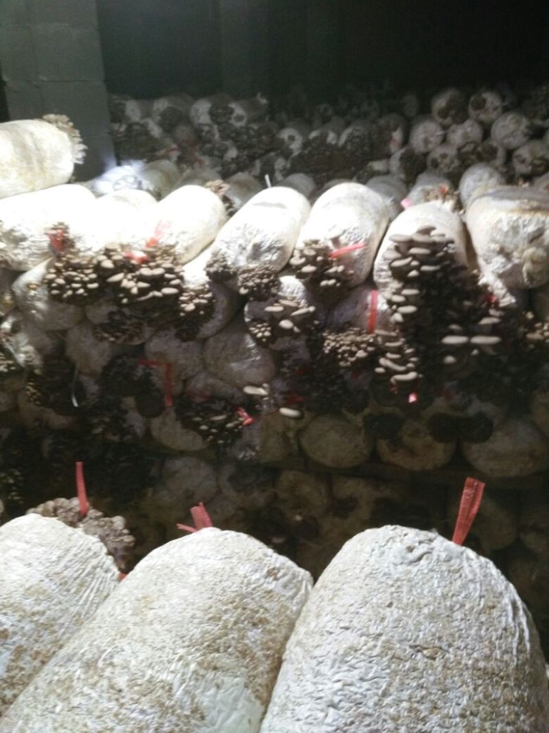 灰平菇3~5厘米浅灰色薄