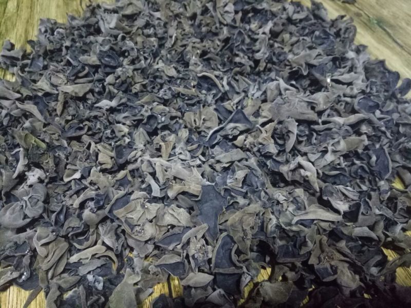 秋耳特级