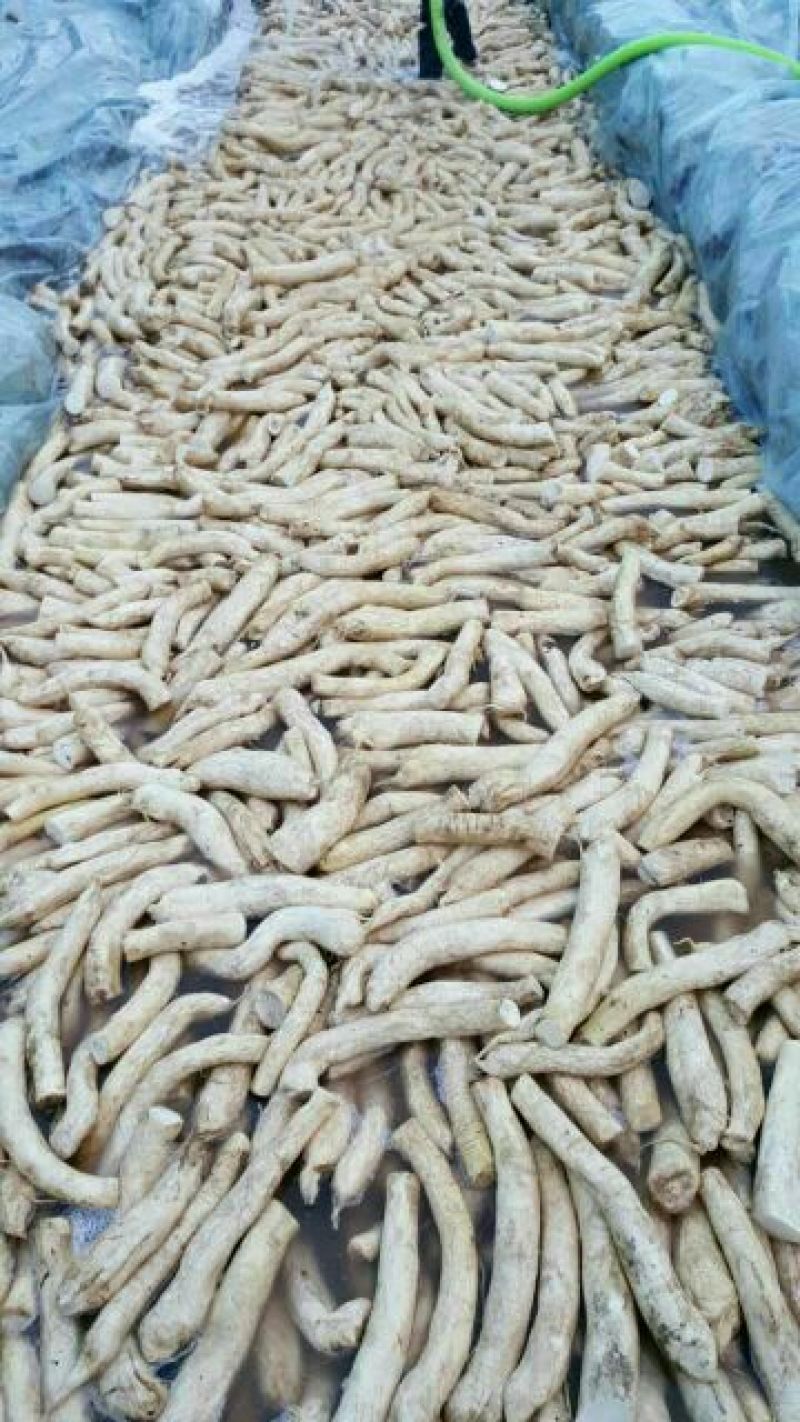 白萝卜2~2.5斤起