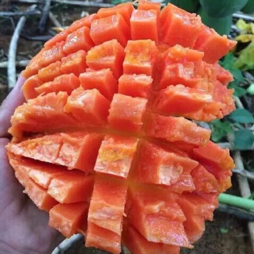 大白木瓜