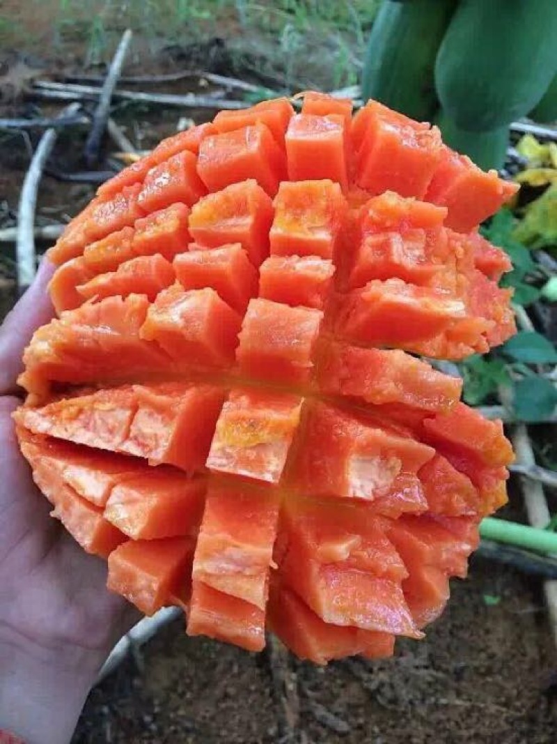 大白木瓜