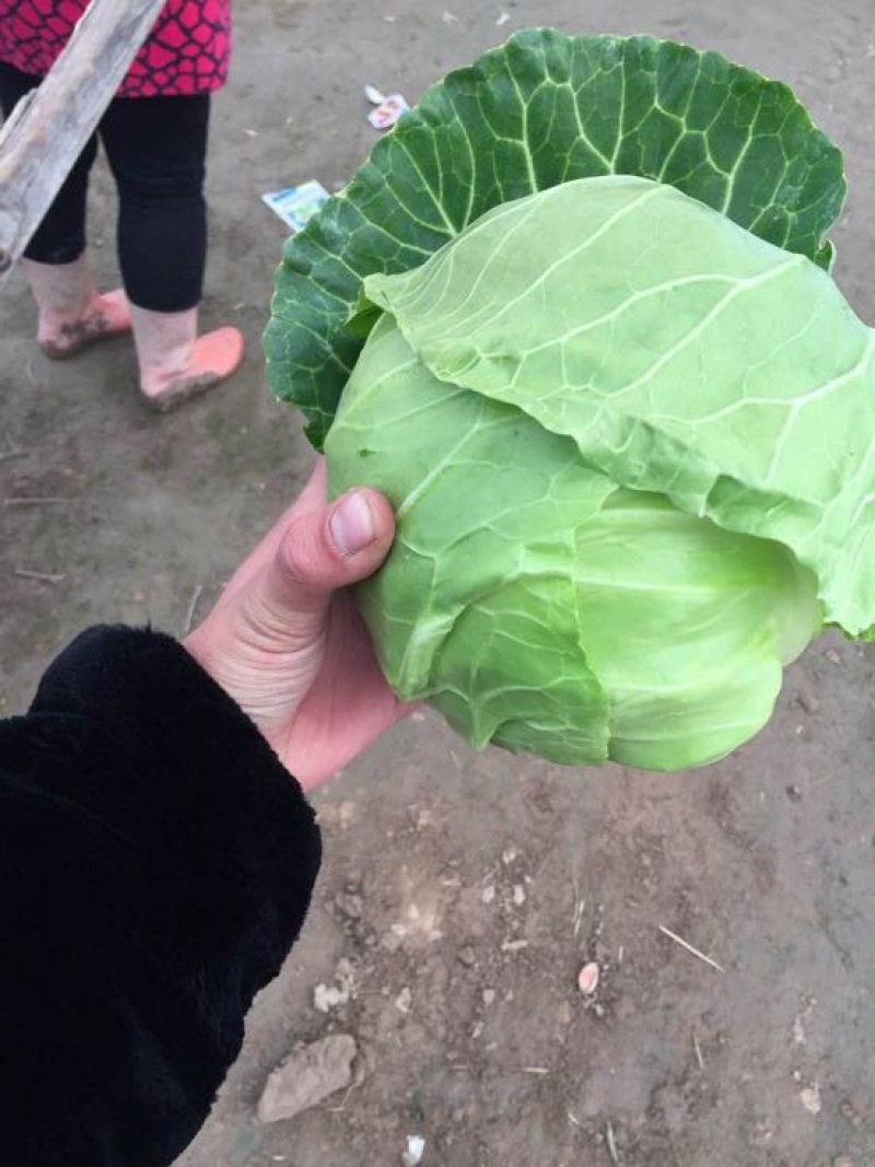 绿甘蓝