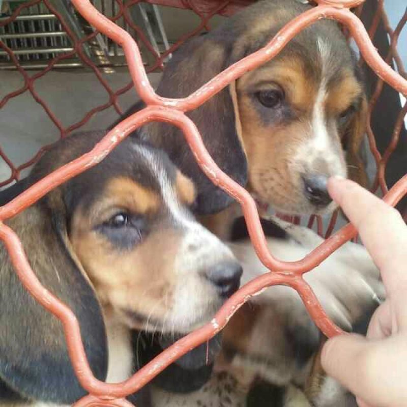 狼青犬公母任选狼青幼犬出售德牧幼犬任意挑选