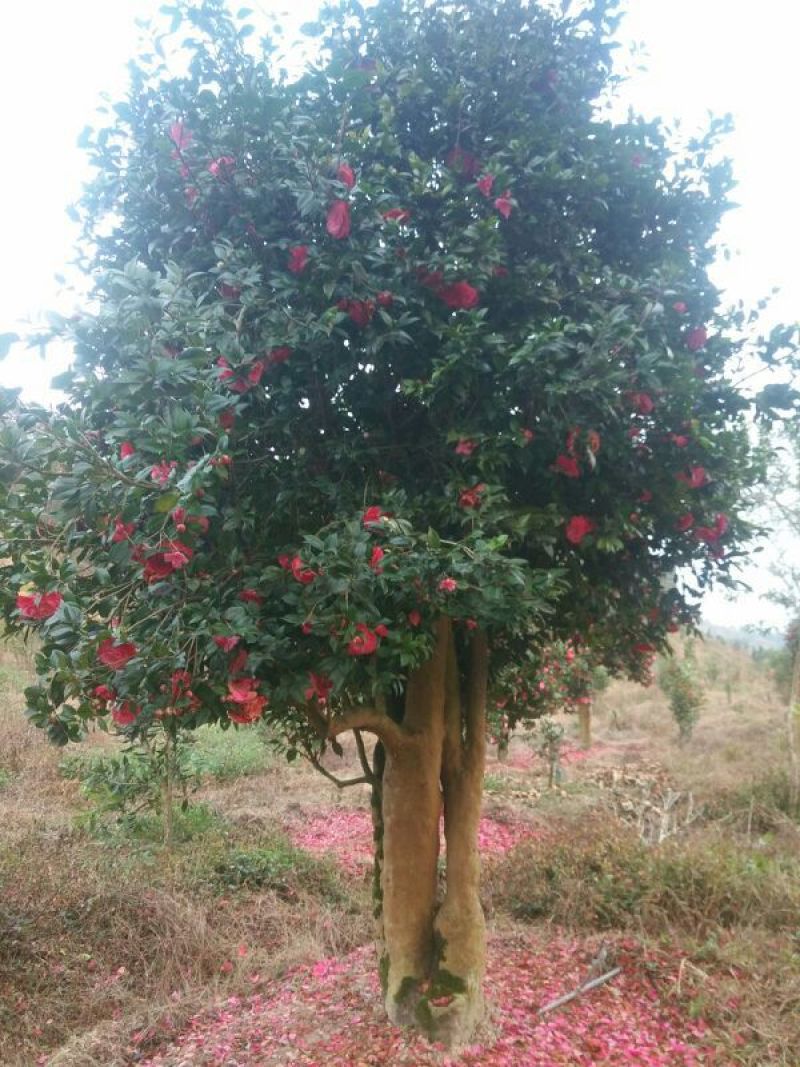 茶花树