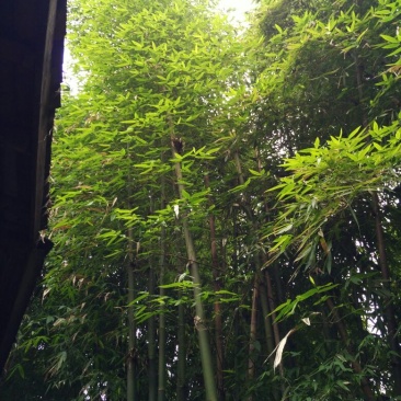 绿竹4~5m