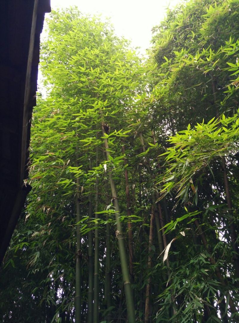 绿竹4~5m