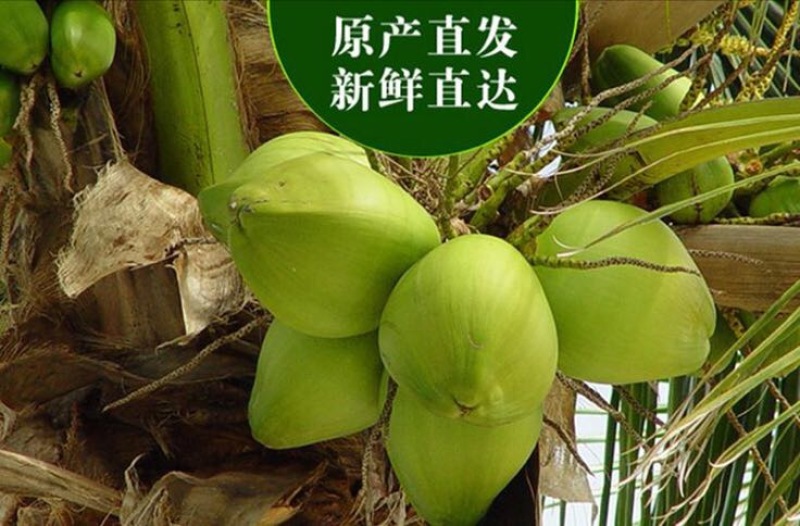 高种椰子5~6斤