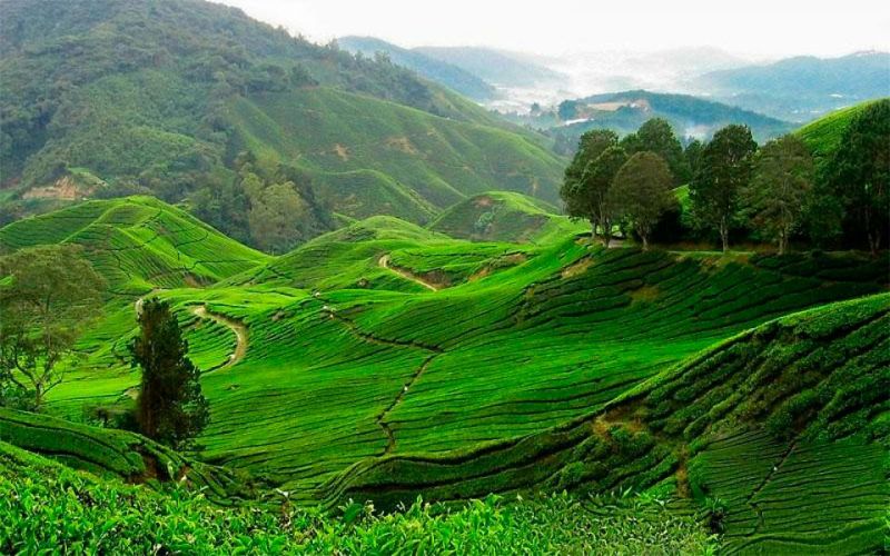 石阡苔茶特级