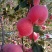邢台市信都区**的苹果75mm以上纸袋