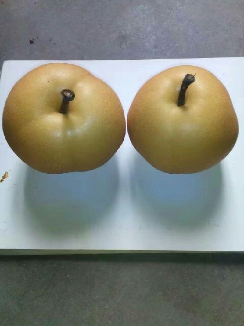 丰水梨250~300g纸袋