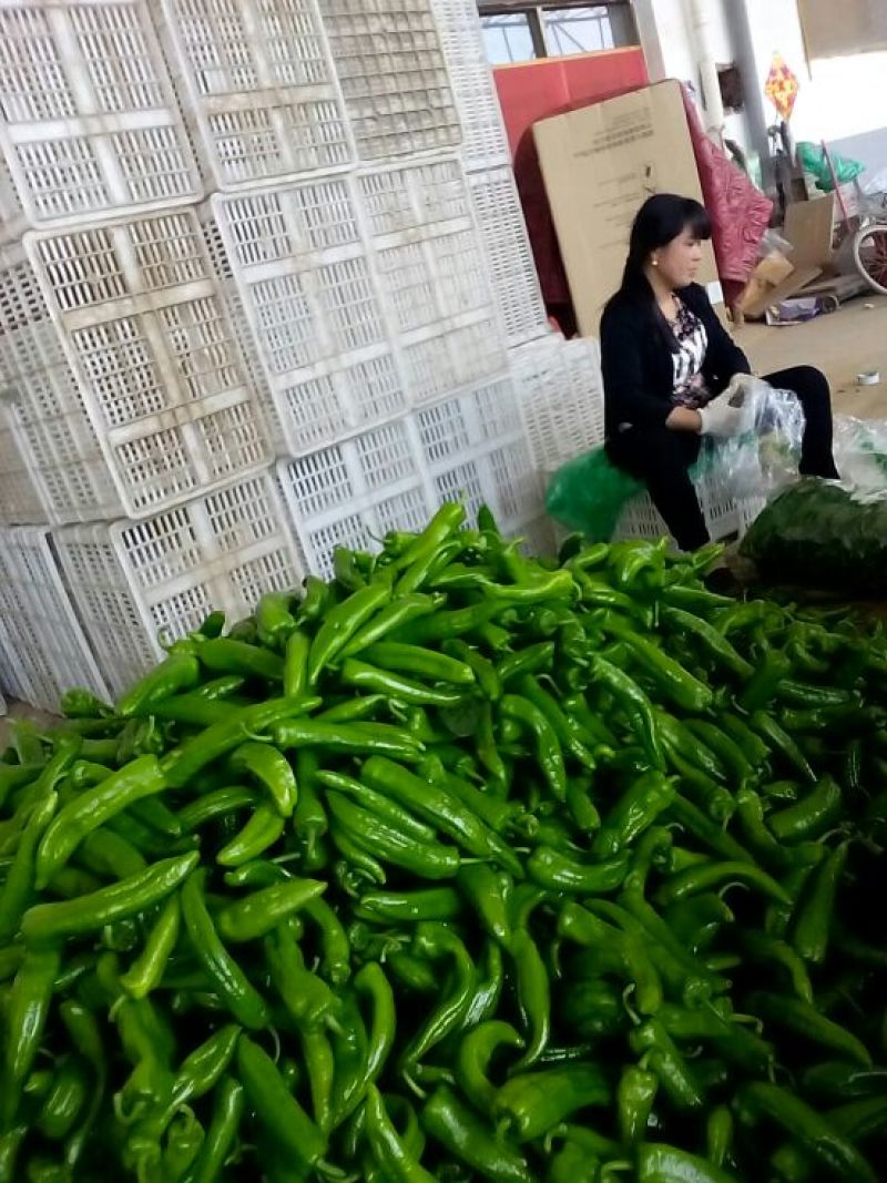 鲜辣椒15~20厘米青本地长年供应各种蔬菜