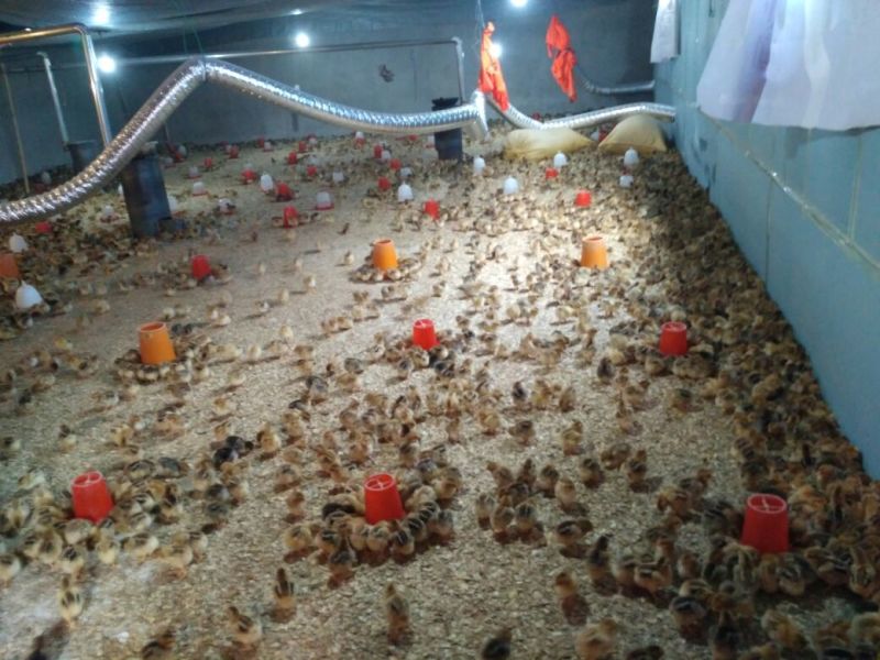 快大黄鸡苗1斤以下脱温苗