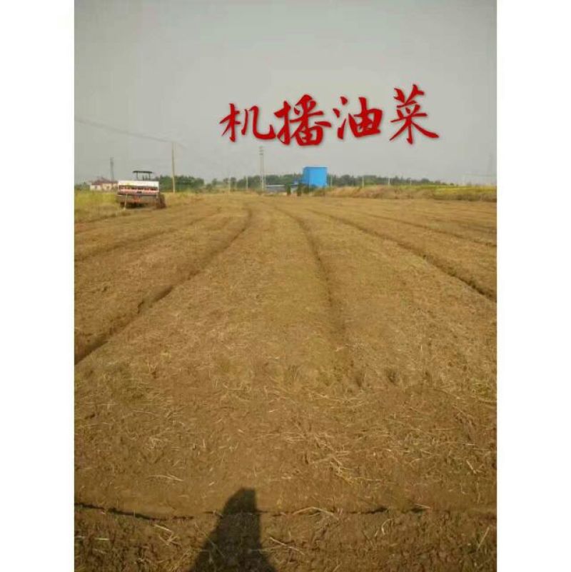 压榨菜籽油一级