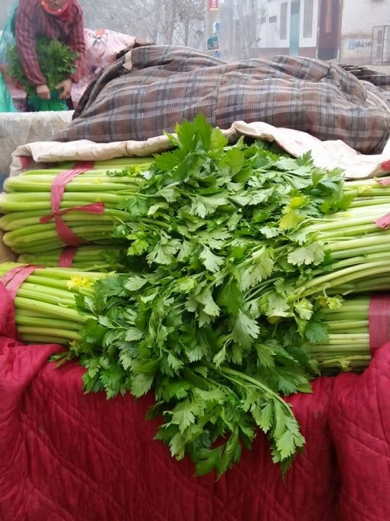 精品芹菜，中颗芹菜，细颗芹菜，保质保量，