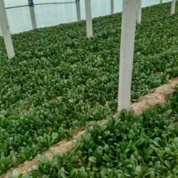 越冬菠菜15~20厘米