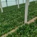 越冬菠菜15~20厘米