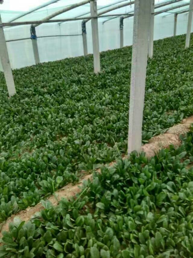 越冬菠菜15~20厘米